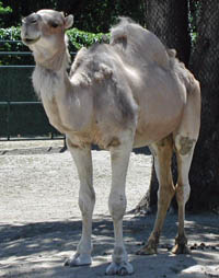 dromedary camel